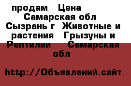 продам › Цена ­ 1 500 - Самарская обл., Сызрань г. Животные и растения » Грызуны и Рептилии   . Самарская обл.